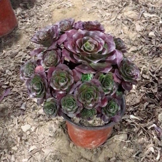 丫***贝魅金玫瑰法师多肉33