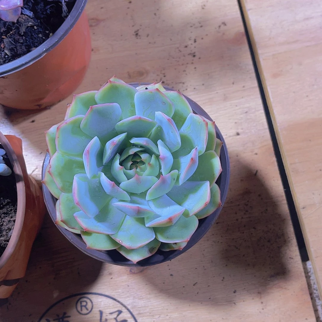 白*00000000000000346