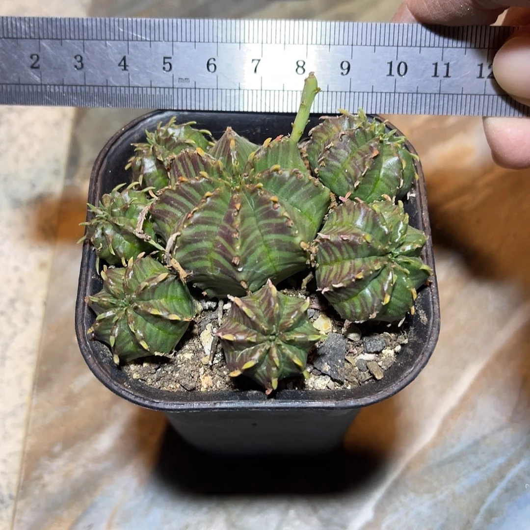 法利达大群一物一拍