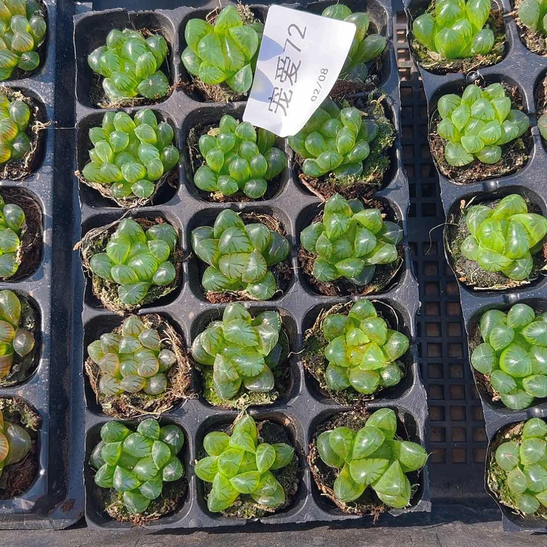 直播福利一物一拍72