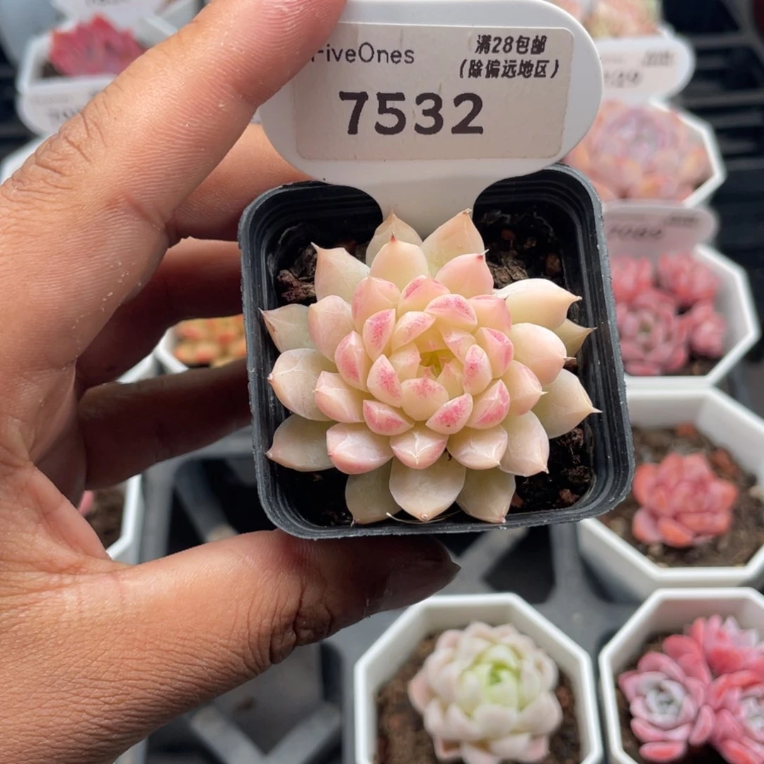 7532女王5.0厘米