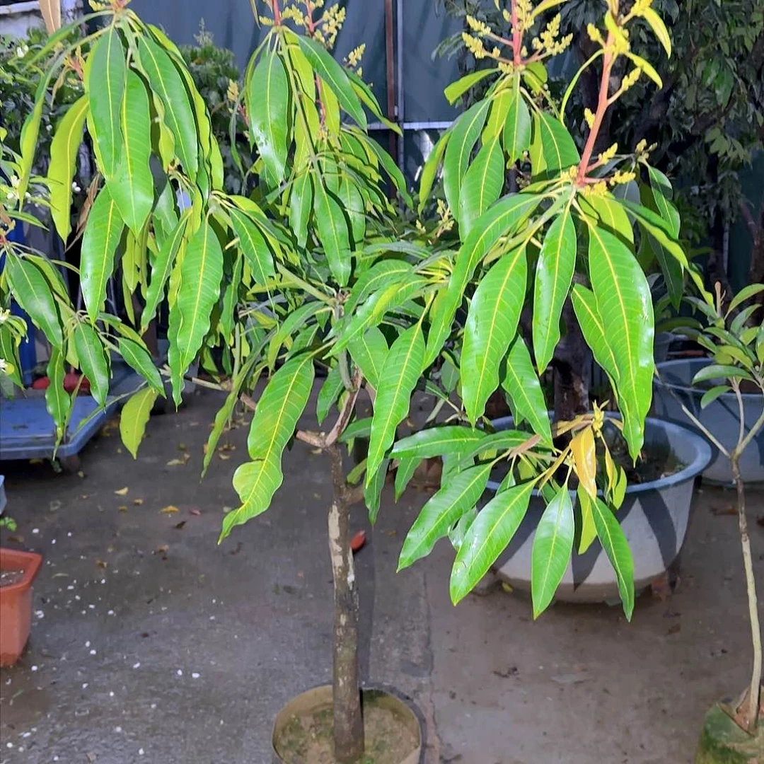 琬*果树11111111111111