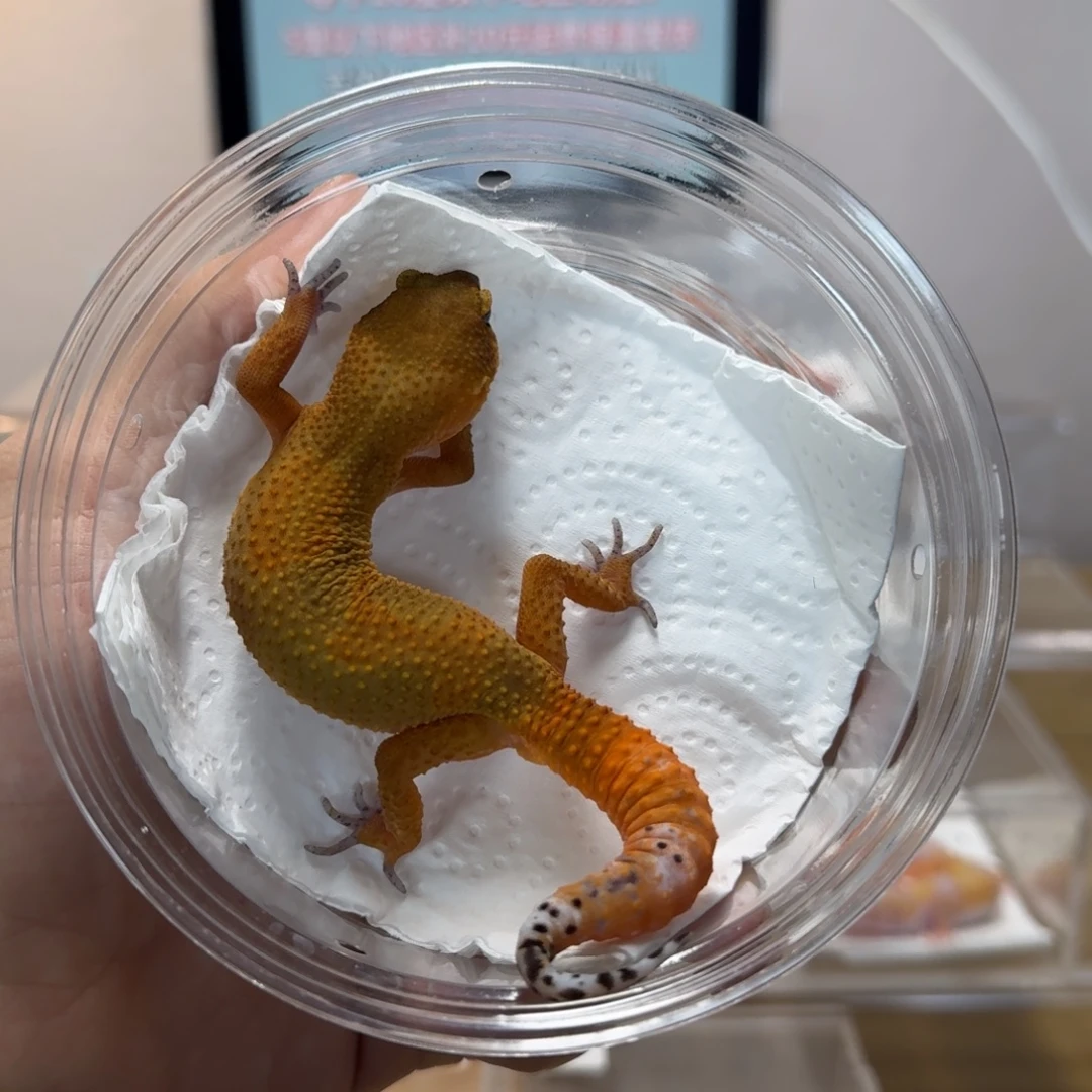 豹纹守宫黑血蜜桔弟弟