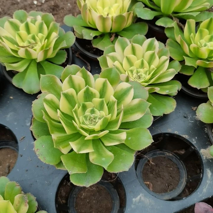 辛尼亚单头苗福利