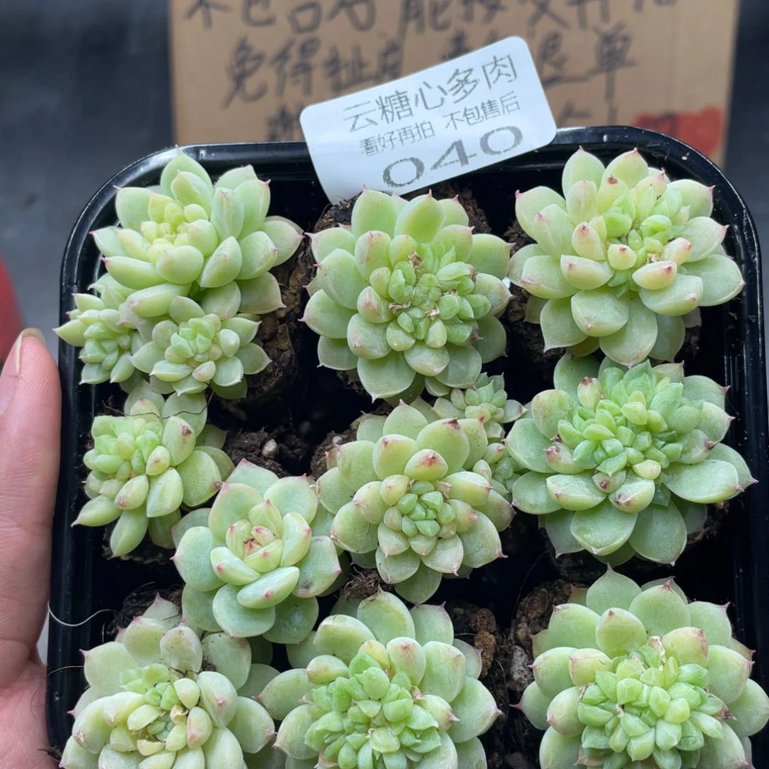 云糖心多肉植物40