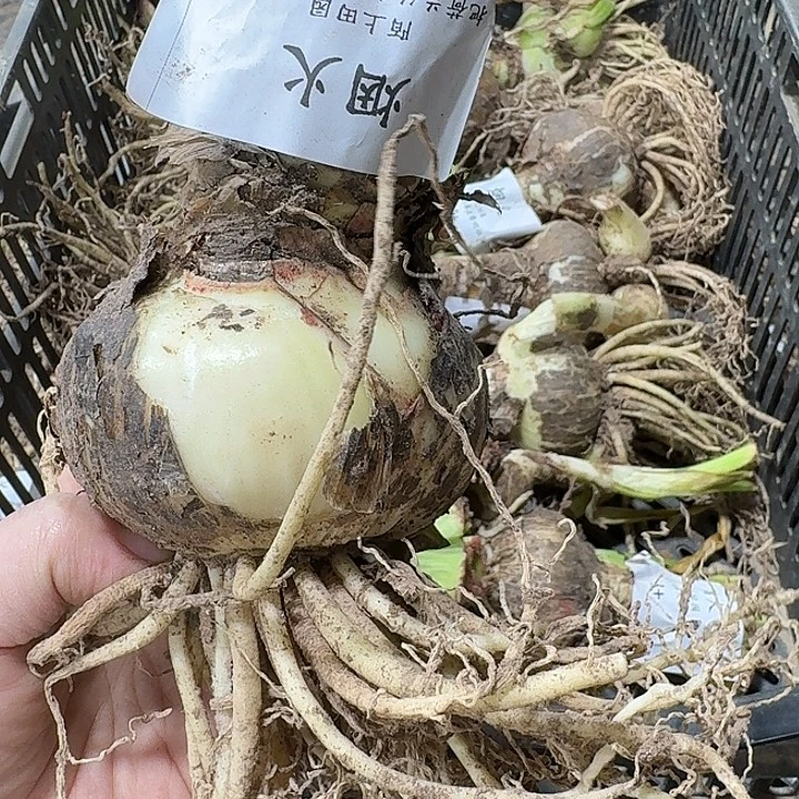 朱顶红烟火8厘米开花球