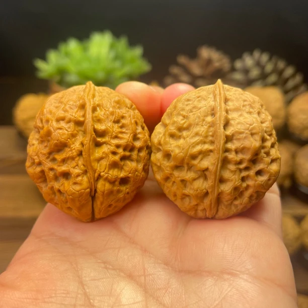 35尺寸  金蝉蛹（云南铁核桃一物一图产地直发）