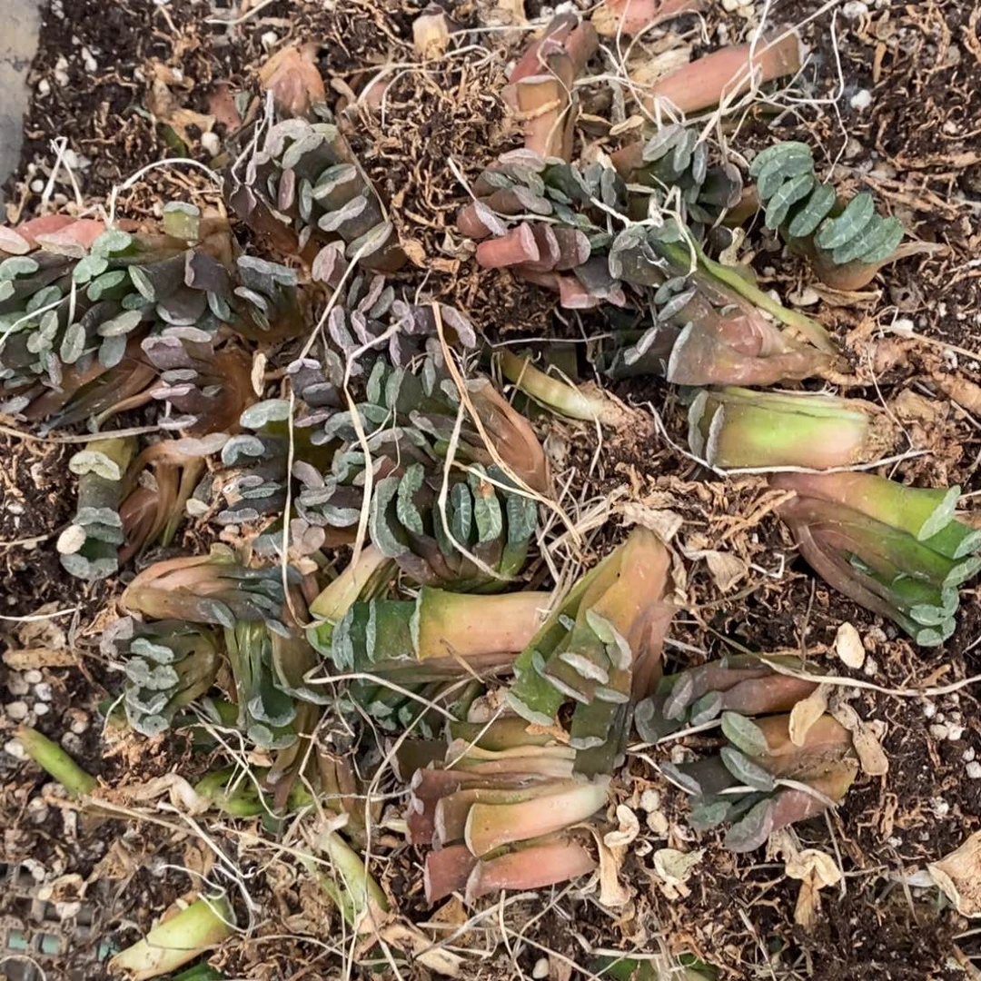 417 一颗实生小玉扇 新年整点福利