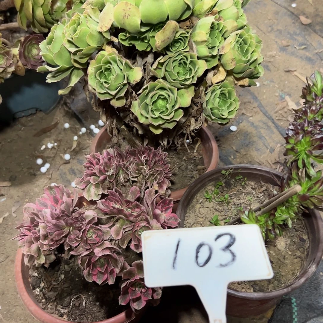 多肉植物组合3个处理103
