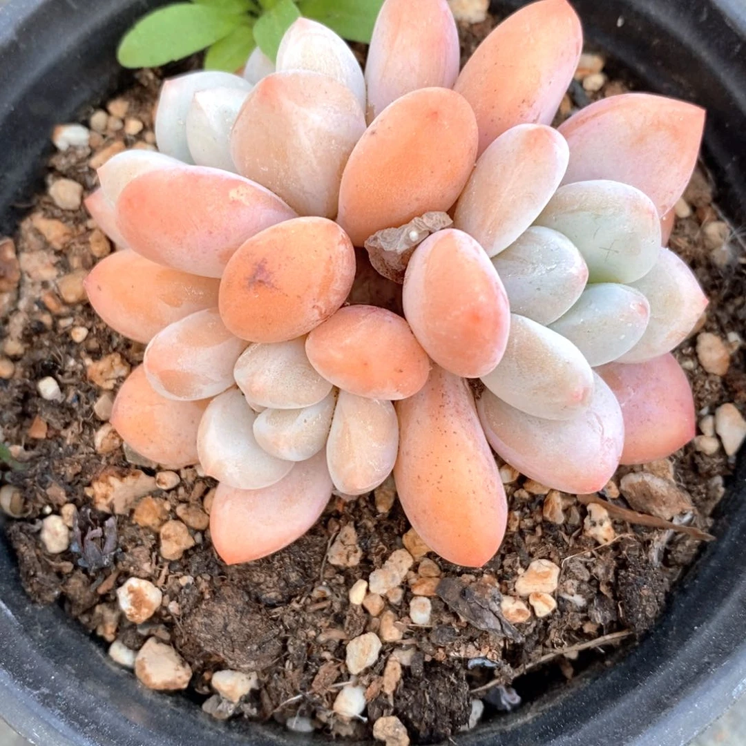 依**妈可问主播品种，下滑链接更多品种选择-