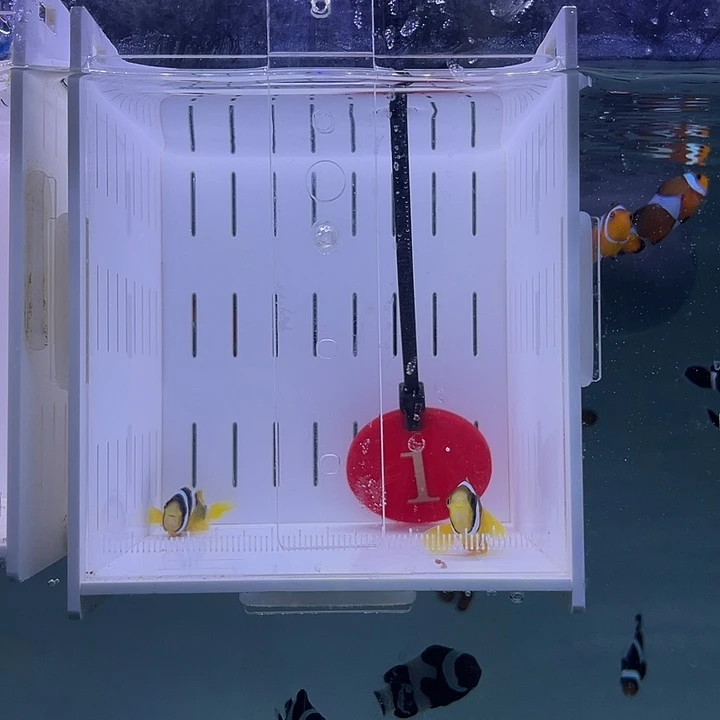 海水鱼人工金双待