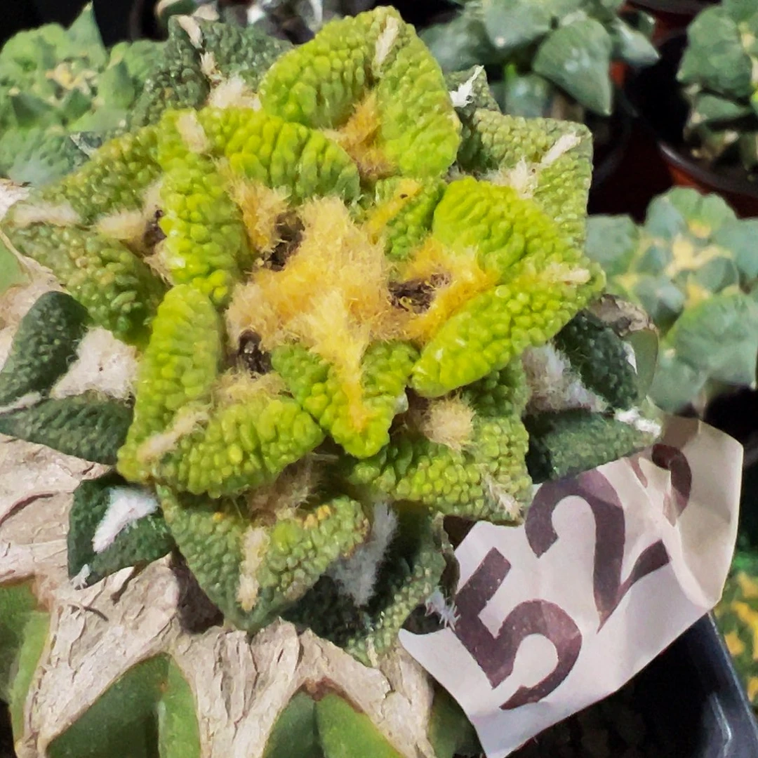 无花朵颗粒大尤黑牡丹锦525