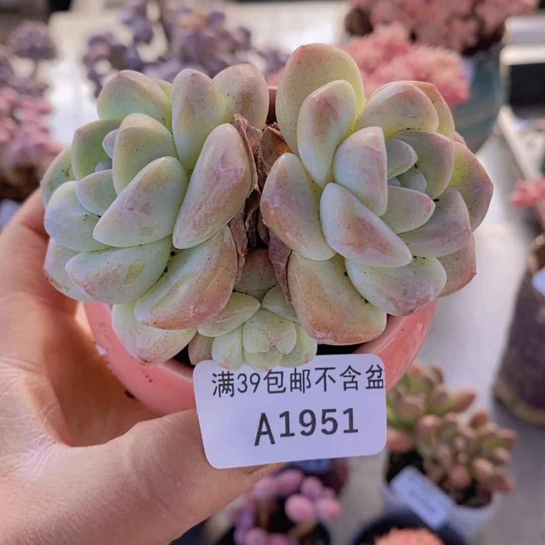 冰玉6cm1951多肉植物不包整p