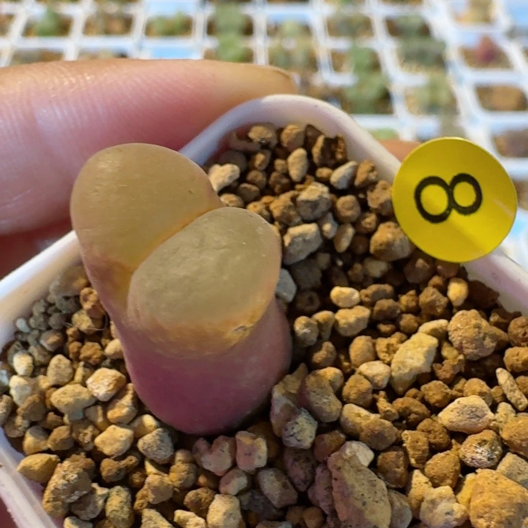 湖***任08.....多肉....