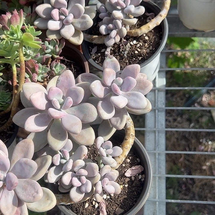 桃蛋多肉植物精品