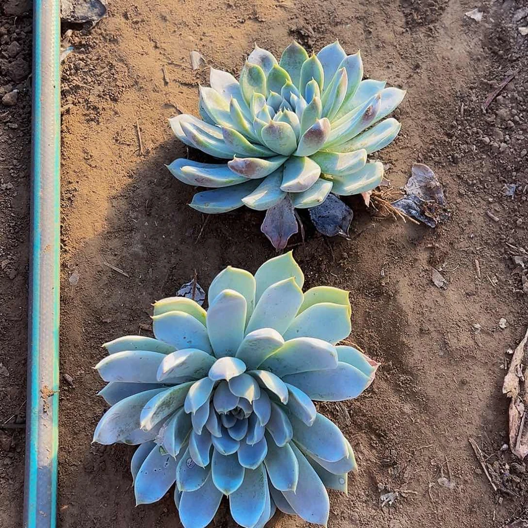 雪兔多肉植物两颗。