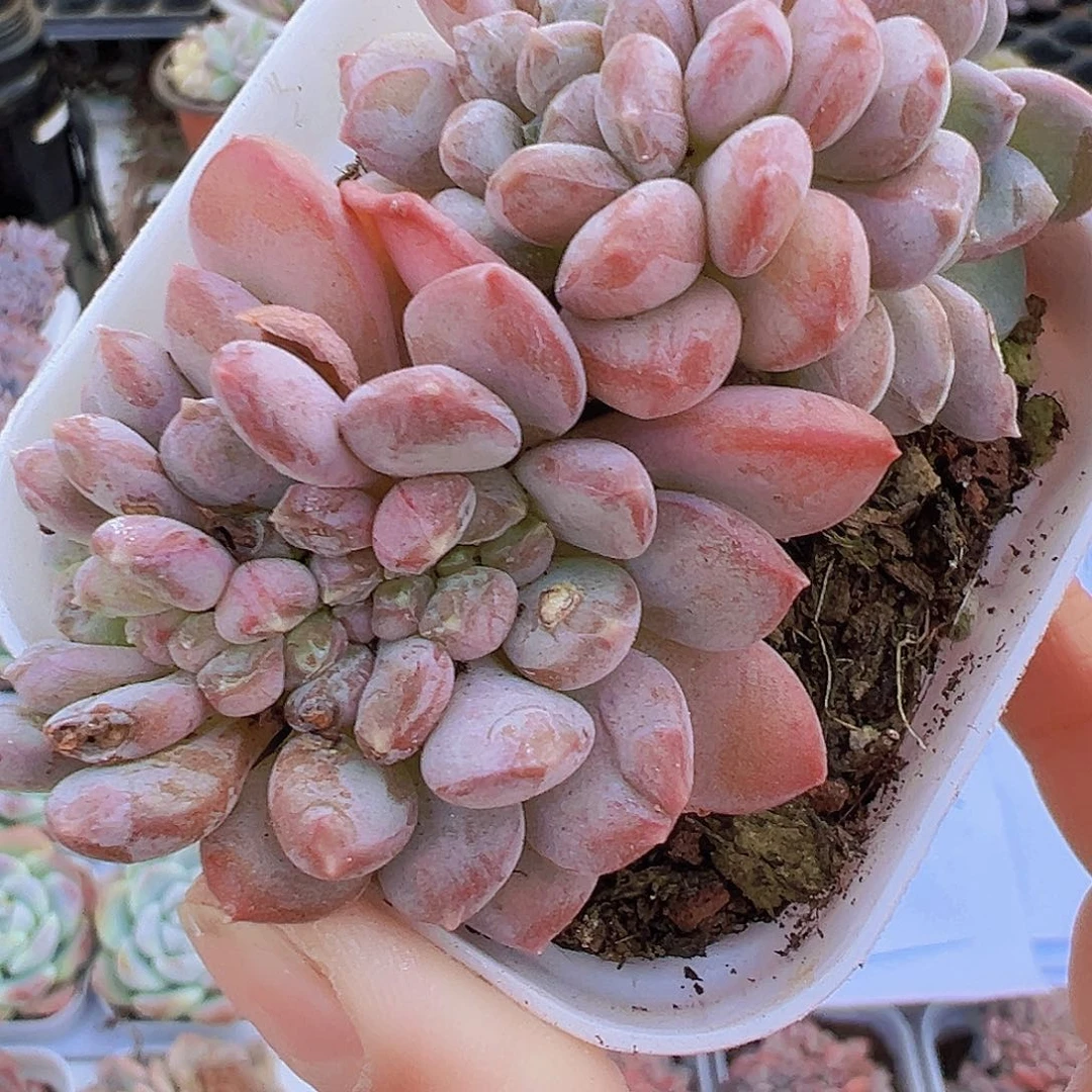 粉珍妮缀化19包邮多肉