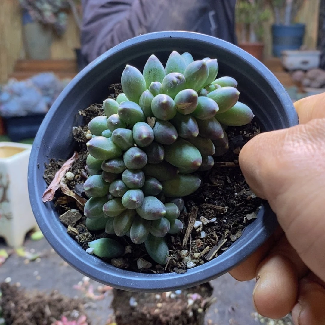 喝***茶89号千代田缀多肉