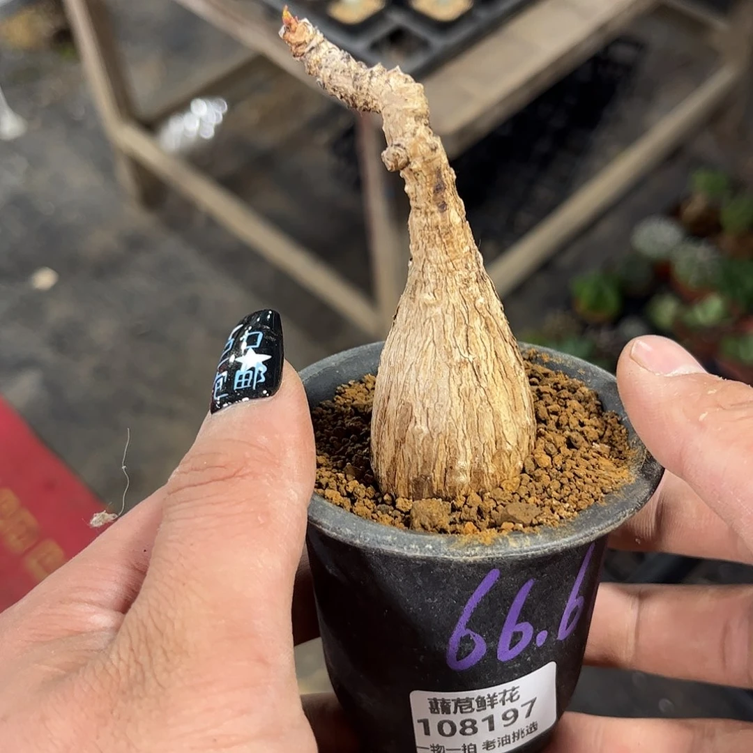 ?****?108197一物一拍单头发货