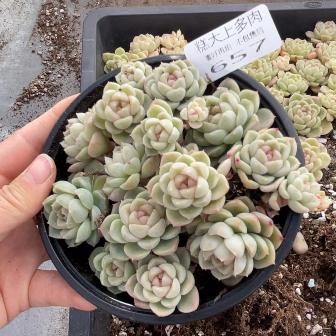 你糕大上多肉植物657