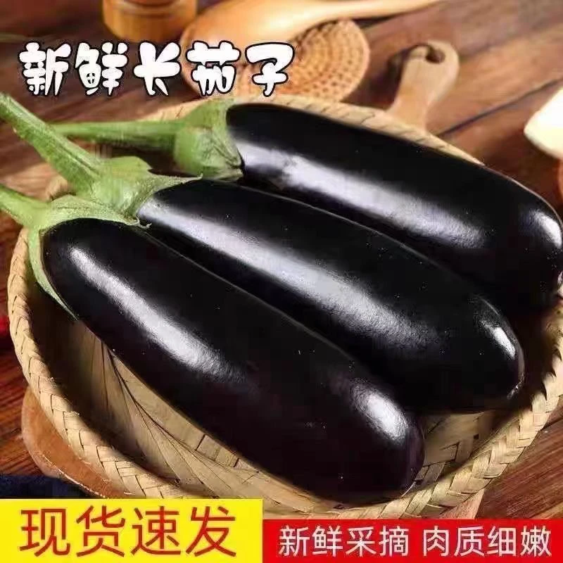 新鲜农家菜紫皮茄子紫长茄子当季现摘现发精选蔬菜长线绿把大茄子