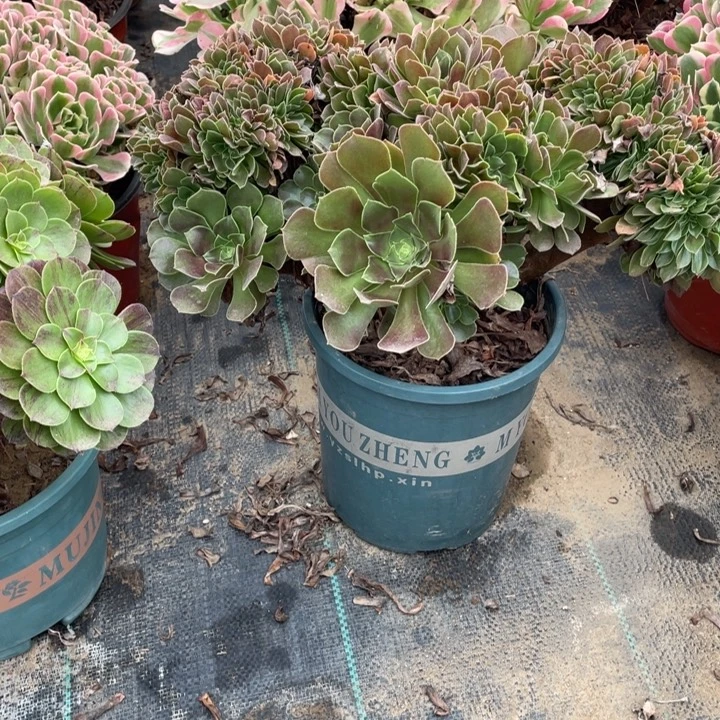 80玫瑰缀多肉植物多肉