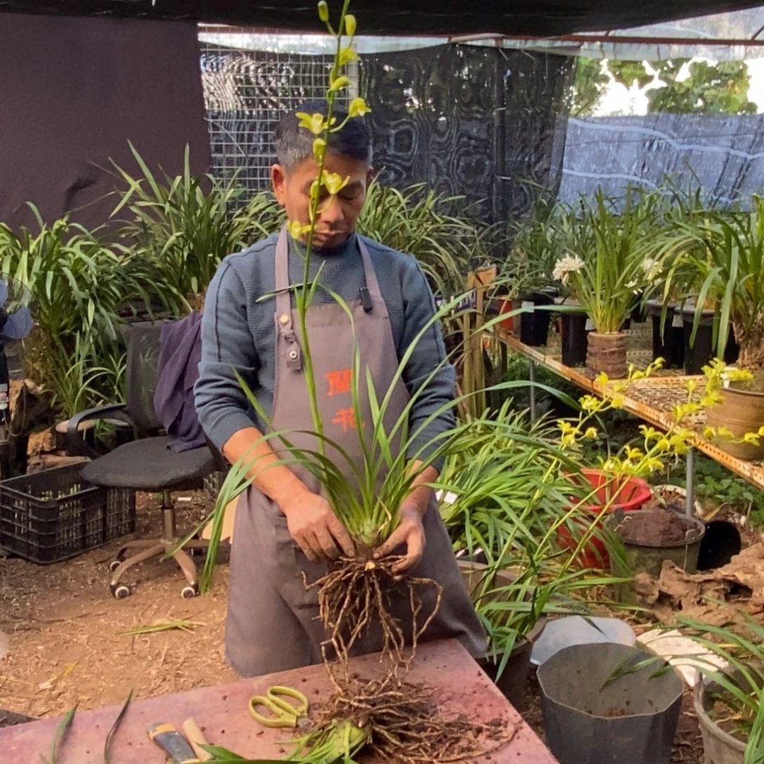 完全开放青和素虎头兰