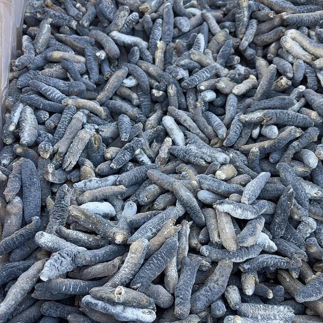 中国大陆澳洲明秃参通货不挑