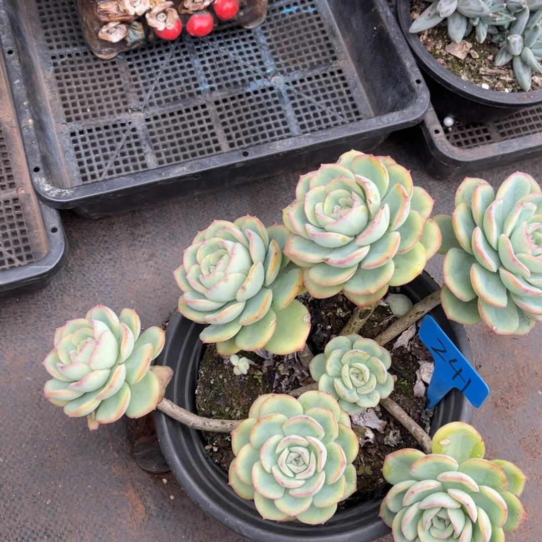 诗**方241橙露多肉植物