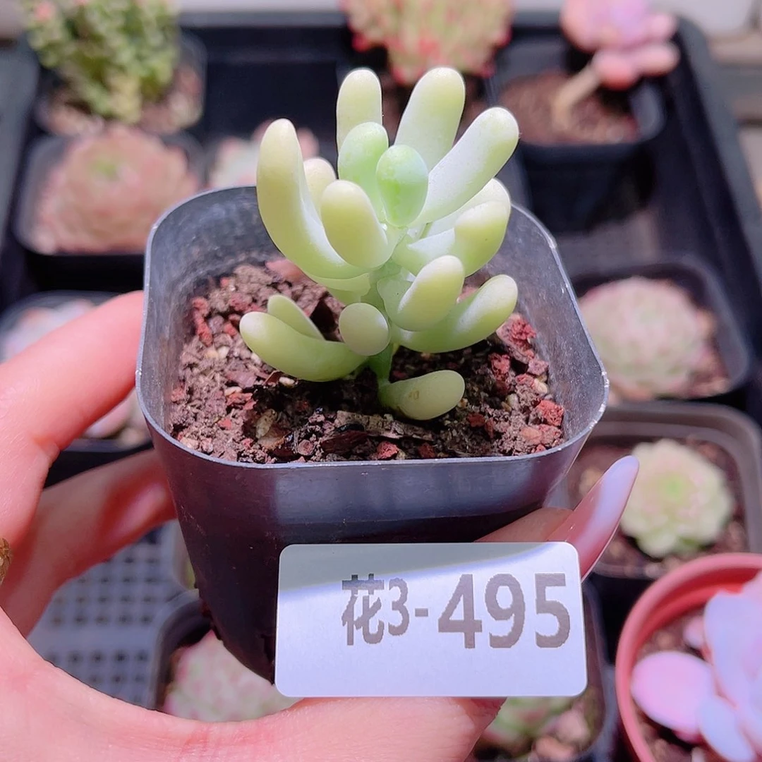 花利美3-495香蕉美人