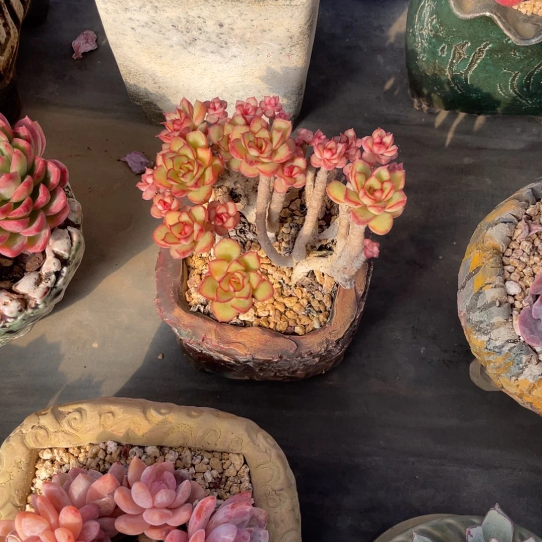 红花女王朵朵缀化