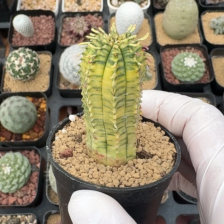 布纹球锦仙人球223