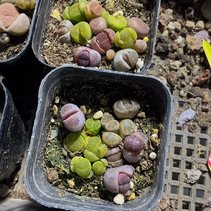 6.5方生石花带哦土发