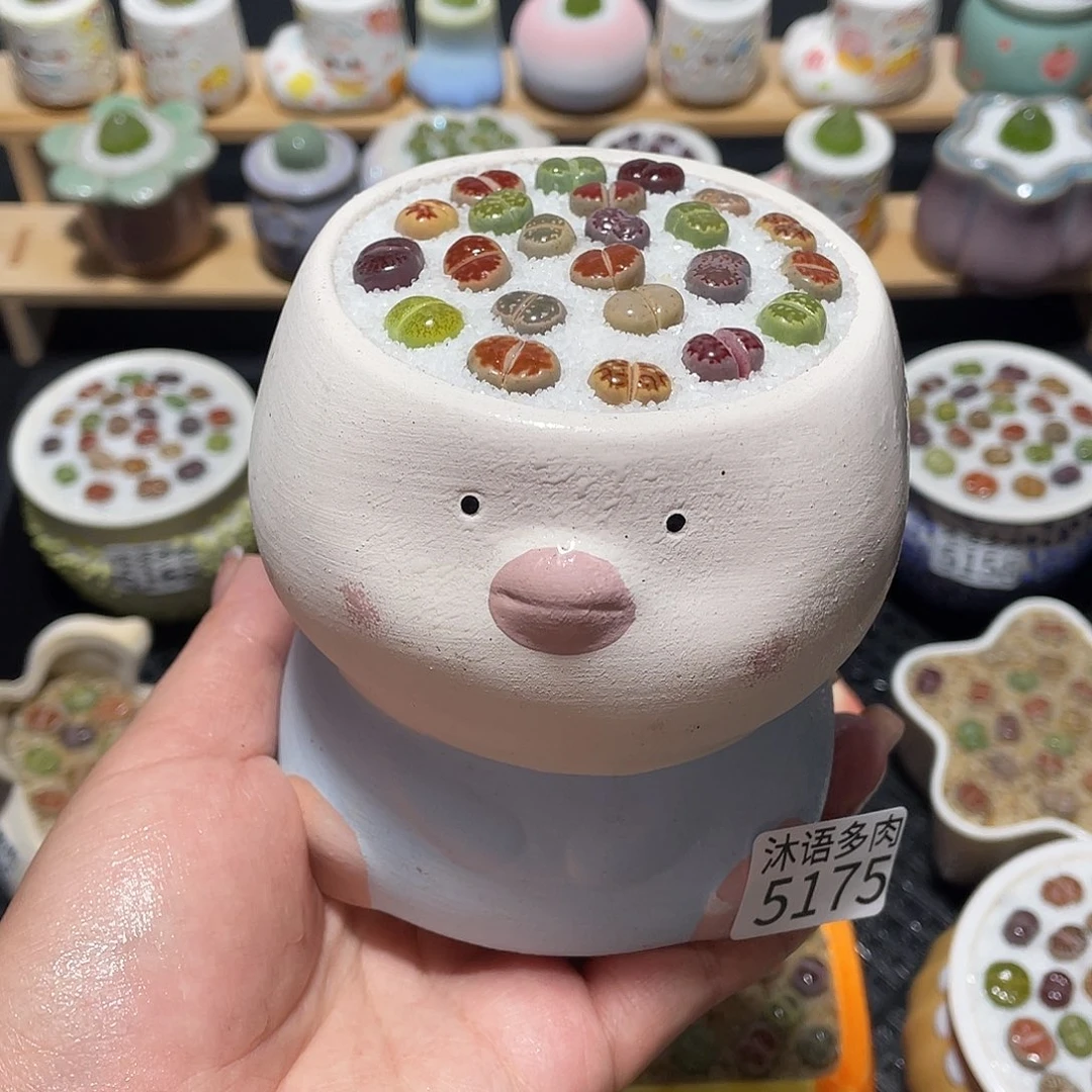 带盆土植物 一物一拍5175