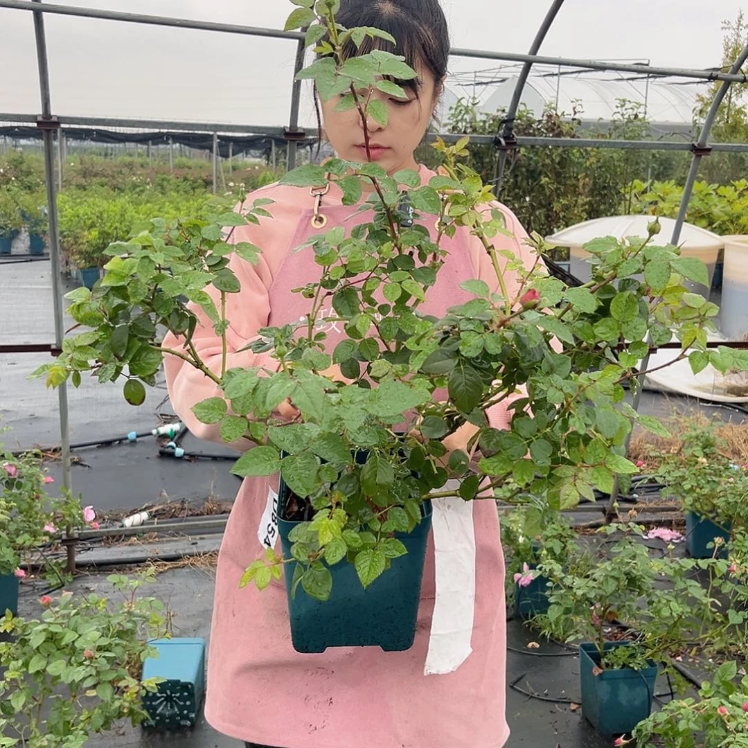 木村初见1.5加仑扦插