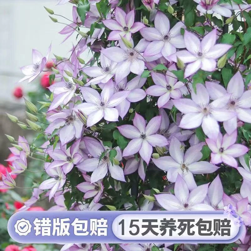 皇后的花园铁线莲盆栽苗乌托邦爬藤单瓣重瓣阳台庭院春季藤本花卉
