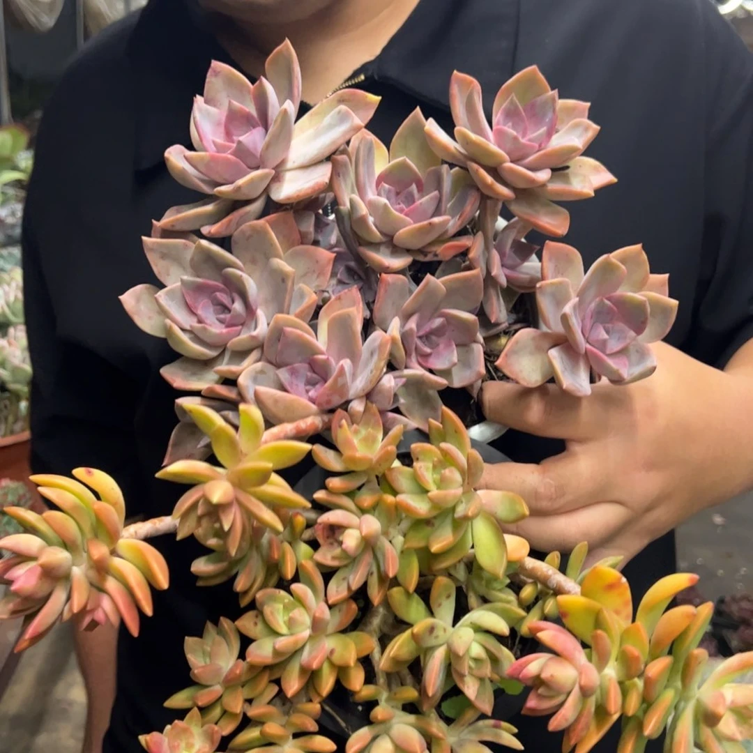 一盆布丁，一盆中国初恋