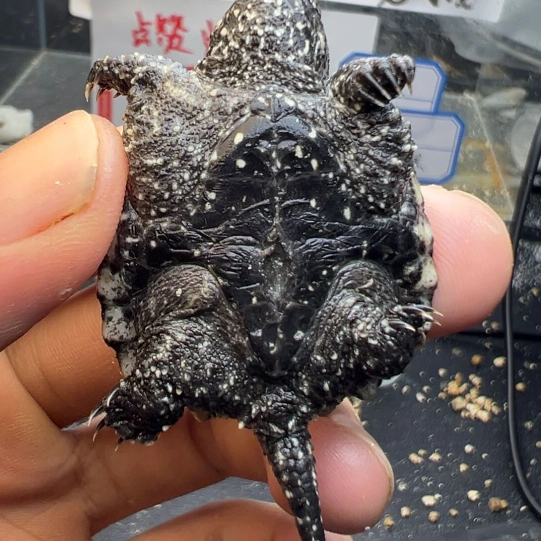 母小鳄龟不退不换