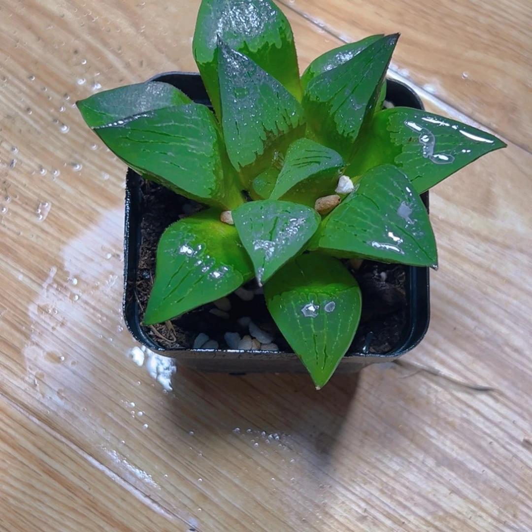 黑盆啊寒湖玉露多肉