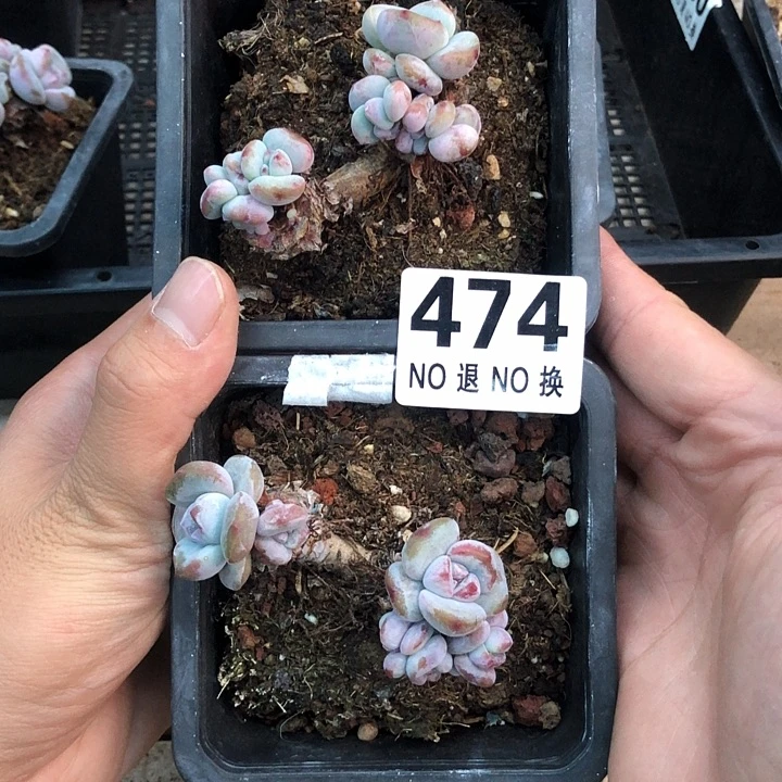 星影石榴籽福利出咯 474