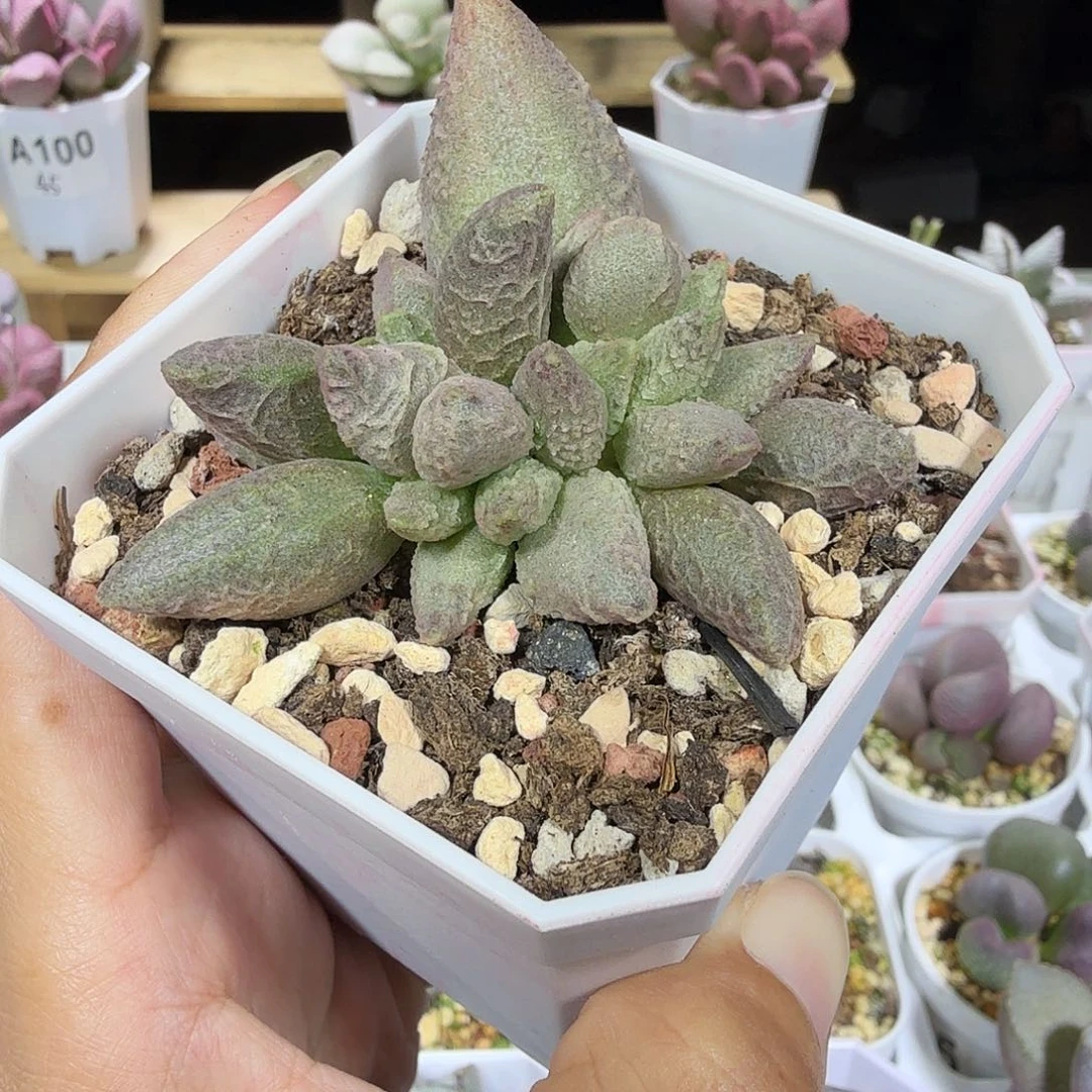 晏***藤融化纹冰淇凌水泡多肉植物