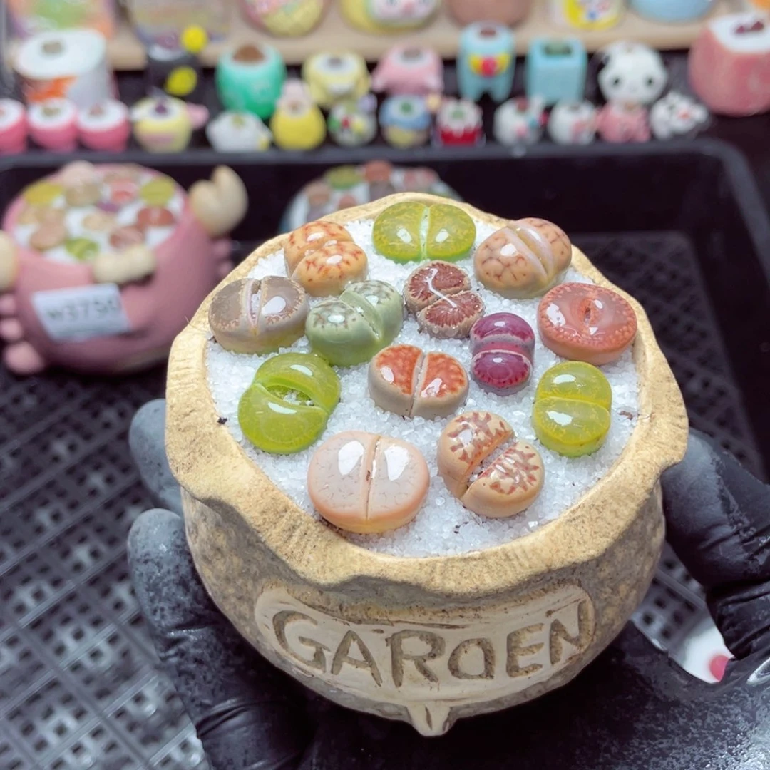 w3753--带盆土发货，零下地区拍保温箱