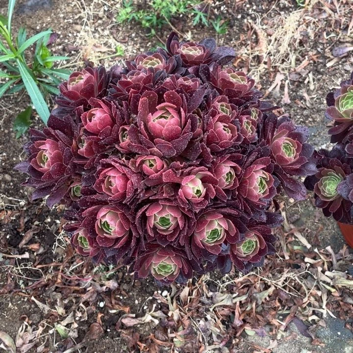 2号老桩荷兰玫瑰法师