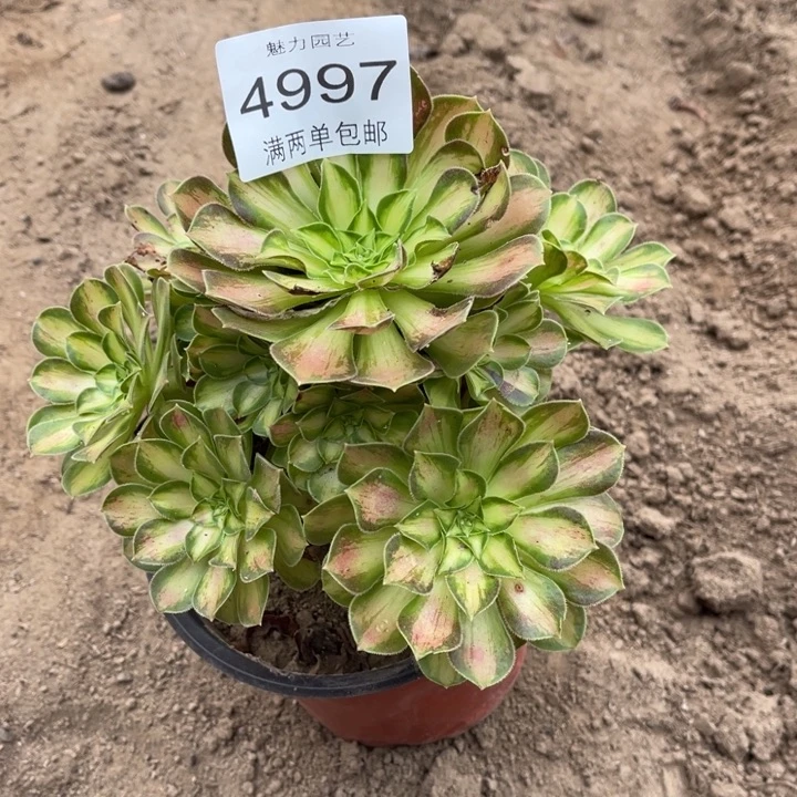 4997韶华的人多肉的