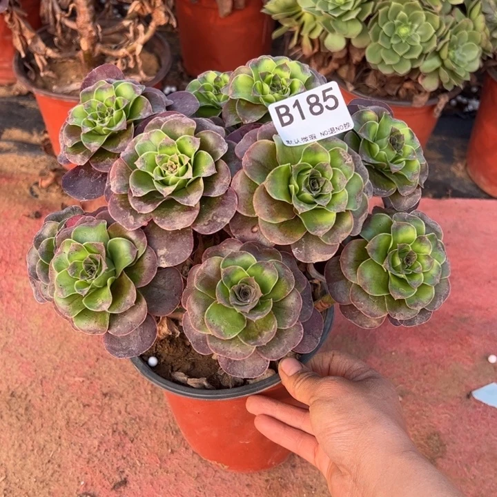 魅金多肉植物185.