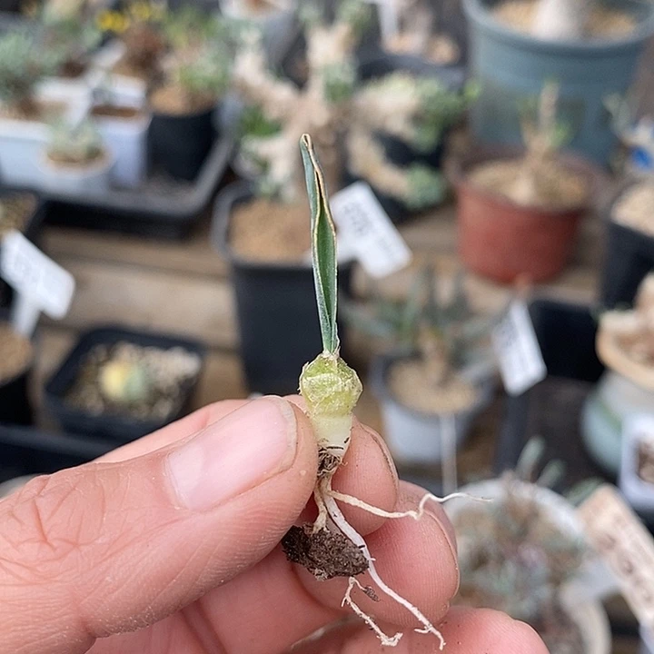 842蛞yu弹簧草一一一一一一一
