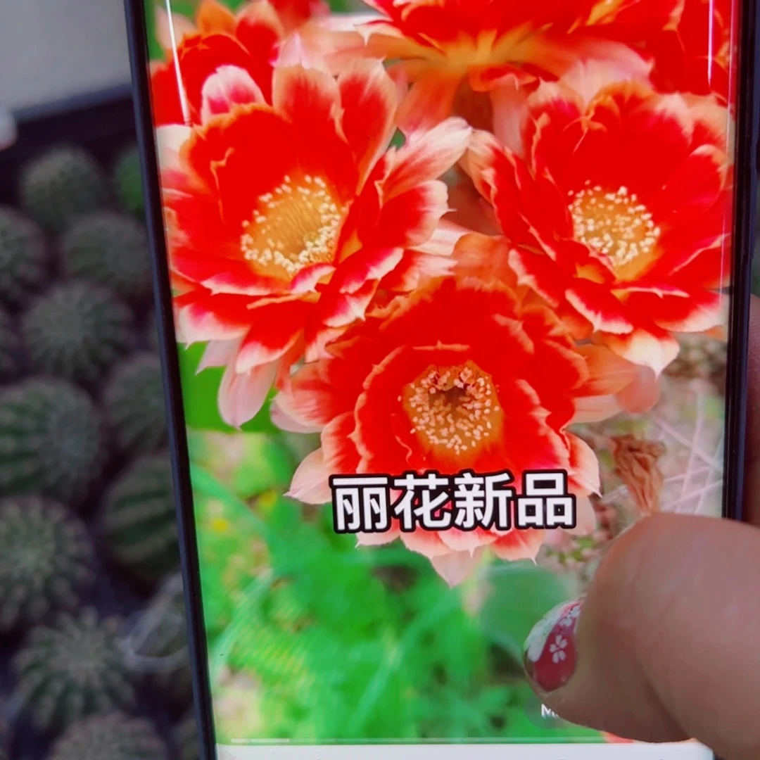 下85新品丽花歪无根侧芽3公分左右20包邮