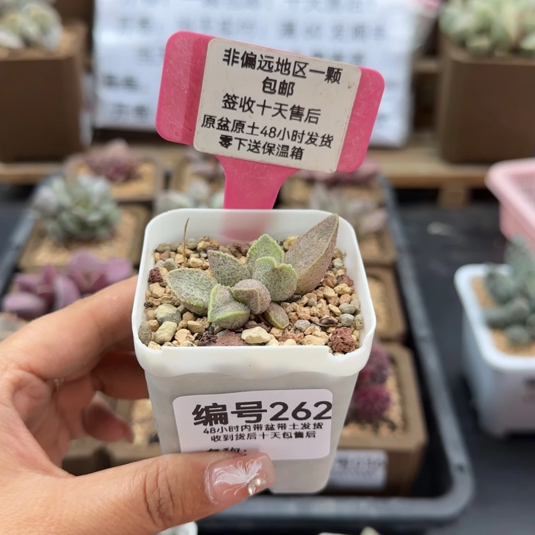 262抹茶多肉植物