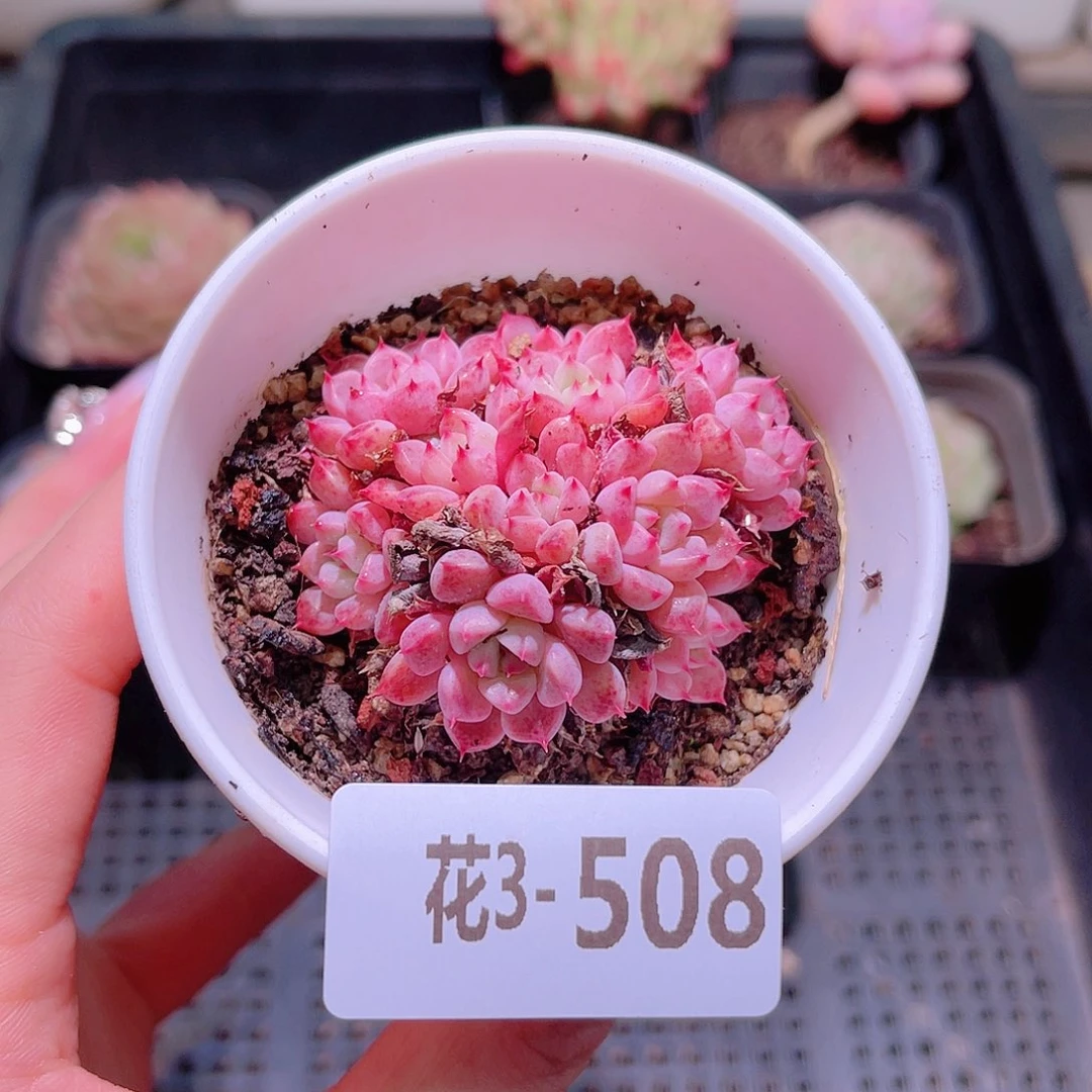 花利美3-508阿曼尼