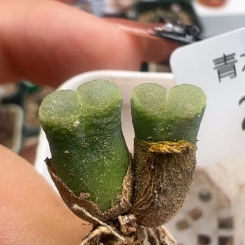 227 好看的多肉冲冲冲。